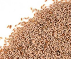 Psyllium